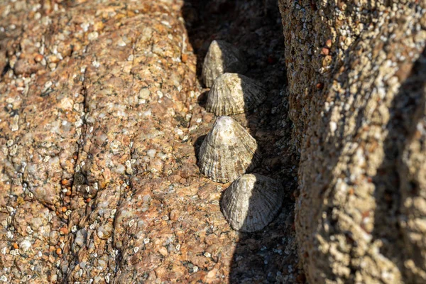 Limpets Caracoles Marinos Acuáticos Pegados Una Roca Costa Del Reino —  Fotos de Stock