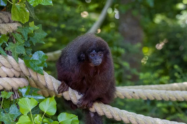 Esir bir siyah aslan tamarini, Leontopithecus chrysopygus, Jersey hayvanat bahçesinde. Brezilya 'da Sao Paulo' ya özgü..