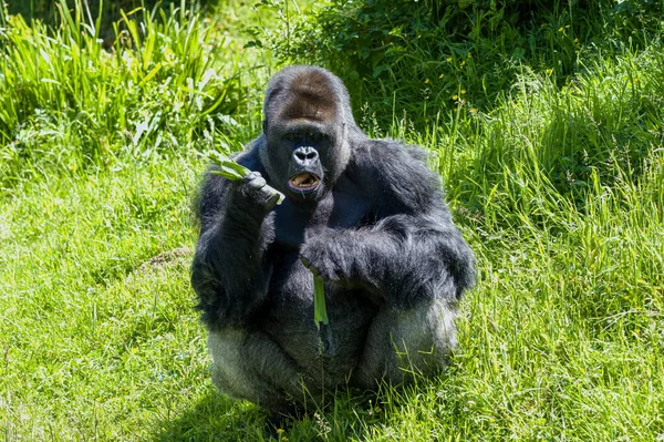 Captive Western Lowland Gorilla Jersey Zoo Native Central Western Africa — ストック写真