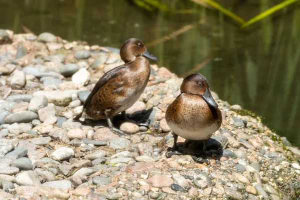 Madagaskar pochard, ya da Madagaskar pochard, Aythya innotata. Jersey hayvanat bahçesinde tutsak ve nadir bulunan bir ördek..