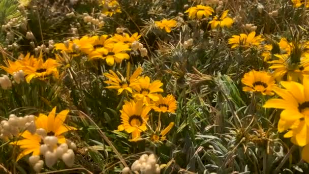 Slow Motion Pan African Daisy Treasure Flowers Bright Yellow Orange — Stockvideo