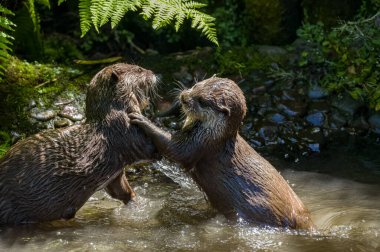 Two Asian small-clawed otters, Lutra lutra swimming and play fighting on a river bank with clear water in the British Isles.