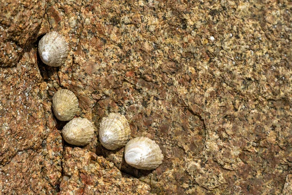 Limpets Caracoles Marinos Acuáticos Pegados Una Roca Costa Del Reino —  Fotos de Stock