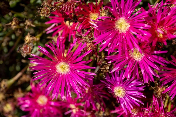 Pink Dewplant Disphyma Crassifolium Květiny Plném Květu Během Léta Brelade — Stock fotografie
