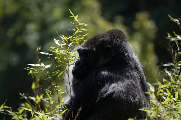 A captive Western lowland gorilla at Jersey zoo. Native to Central, and Western Africa.