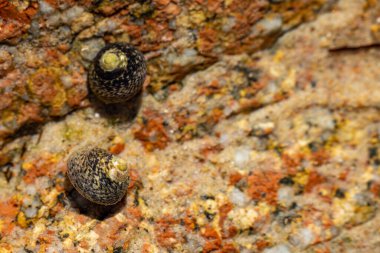 Üst kabuk Phorcus lineatus, Osilinus lineatus. Üst çizgili salyangoz, dalgaların çekildiği İngiltere kıyılarındaki bir kaya havuzunda su altında yiyecek arıyor..