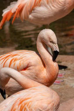 Jersey hayvanat bahçesinde tutsak bir Şili flamingosu, Phoenicopterus chilensis. Güney Amerika 'ya özgü büyük bir flamingo..