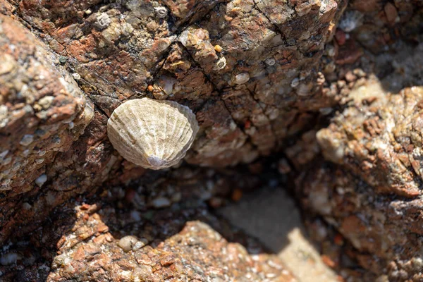 Личинки Водяні Морські Равлики Прикріплені Скелі Узбережжі Великої Британії Низьким — стокове фото