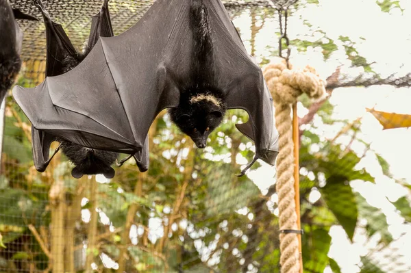 A Livingstone\'s fruit bat, Pteropus livingstonii, also called a Comoro flying fox at Jersey zoo. Native to the Anjouan and Moheli islands in the Indian Ocean.