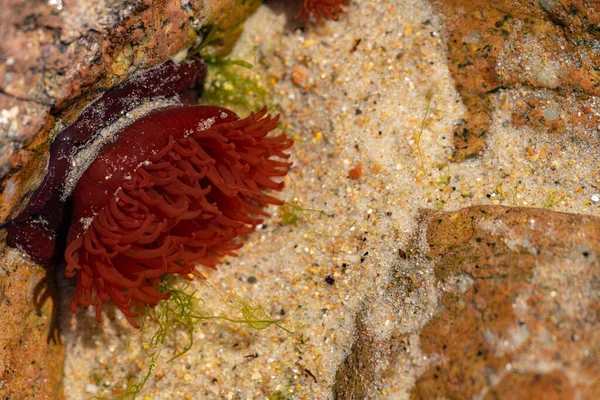 Red Sea Anemone Clinging Rocks Rockpool Coastline Low Tide — Photo