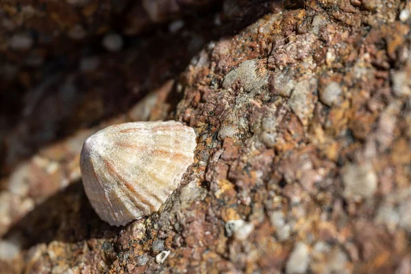 Limpets Caracoles Marinos Acuáticos Pegados Una Roca Costa Del Reino —  Fotos de Stock