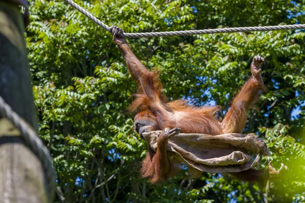 Captive Orangutan Climbing Rope Hessian Sack Jersey Zoo — ストック写真