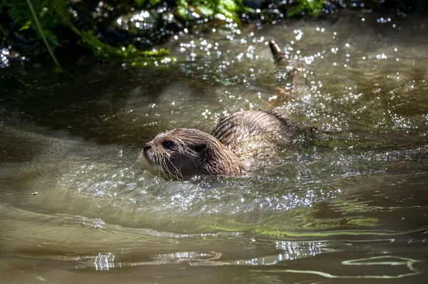 Twee Aziatische Kleine Otters Lutra Lutra Zwemmen Spelen Vechten Een — Stockfoto