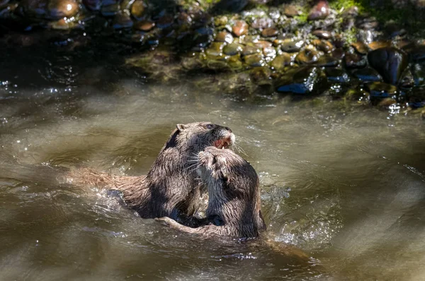 Two Asian Small Clawed Otters Lutra Lutra Swimming Play Fighting — Photo