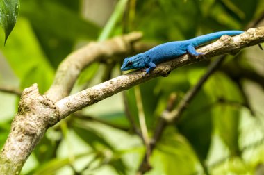 A critically endangered turquoise dwarf gecko, Lygodactylus williamsi. Also known as a William's dwarf gecko, or electric blue gecko at Jersey zoo.