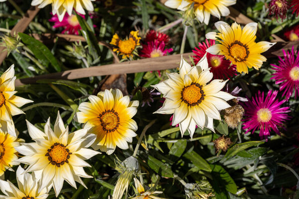 Африканская Дейзи, или драгоценные цветы. Ярко-желтые и оранжевые Газания жесткие травянистые растения семейства Asteraceae в полном расцвете летом.