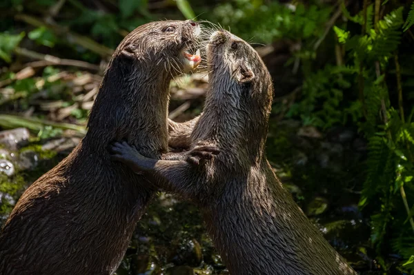 Two Asian Small Clawed Otters Lutra Lutra Swimming Play Fighting — Stockfoto