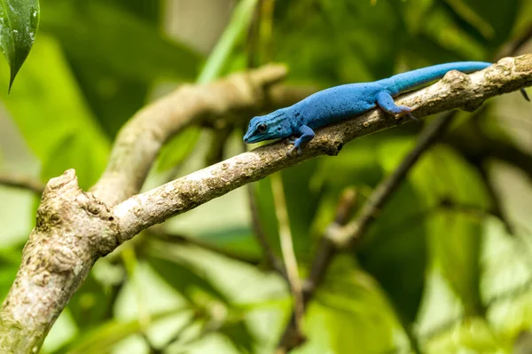 Critically Endangered Turquoise Dwarf Gecko Lygodactylus Williamsi Also Known William — Stock Fotó