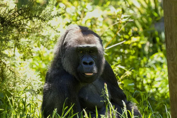 Captive Western Lowland Gorilla Jersey Zoo Native Central Western Africa — ストック写真