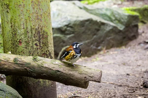 Chestnut Backed Thrush Geokichla Dohertyi Jersey Zoo Channel Islands Ground — Zdjęcie stockowe