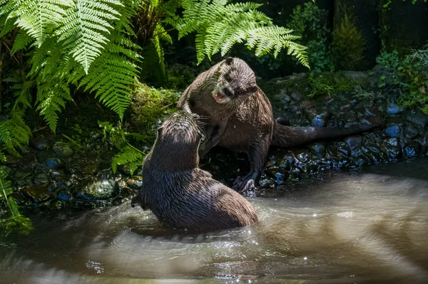 Two Asian Small Clawed Otters Lutra Lutra Swimming Play Fighting —  Fotos de Stock