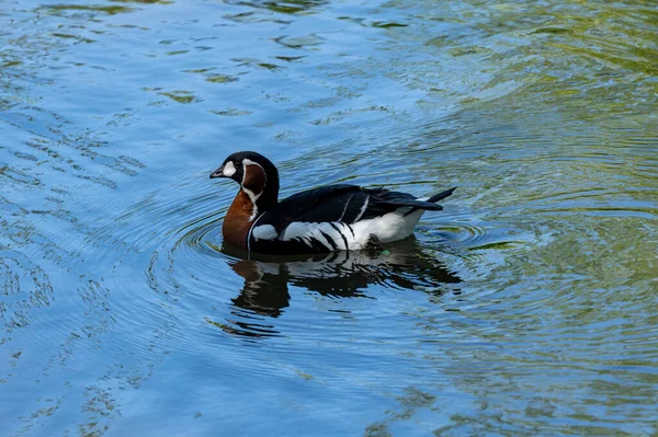 Une Oie Poitrine Rouge Captive Branta Ruficollis Zoo Jersey — Photo