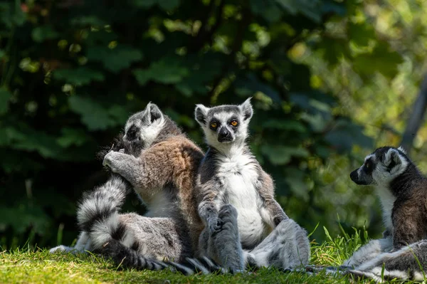 Groupe Lémuriens Queue Cerclée Lemur Catta Grand Primate Strepsirrhinien Zoo — Photo