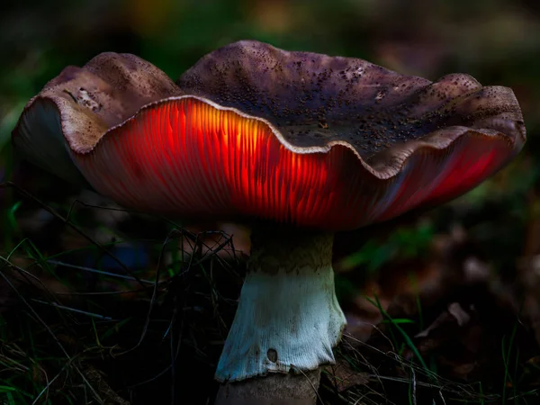Fantasy mushrooms glowing in a dark magical enchanted woodland.