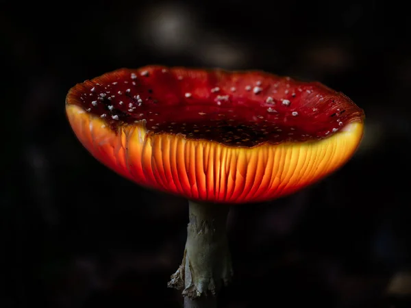 Fantasia Fly Agaric Cogumelos Brilhando Uma Floresta Encantada Mágica Escura — Fotografia de Stock
