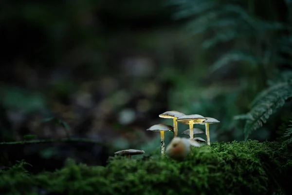 Fantasy mushrooms glowing in a dark magical enchanted woodland.