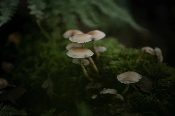 Fantasy mushrooms in a dark magical enchanted woodland.