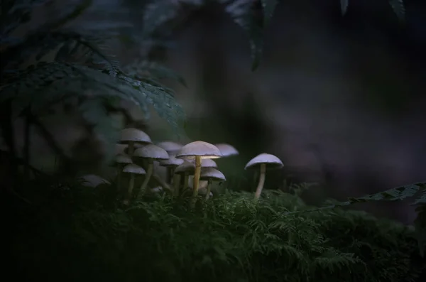 Karanlık Büyülü Bir Ormanlık Alanda Parlayan Fantezi Mantarları — Stok fotoğraf