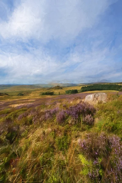 Digital abstract oil painting of purple heather in bloom during summer at Gib Torr, The Roaches in the Peak District National Park.