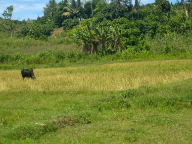Madagaskar (/ mdskr, -kr /; Malagasy: Madagasikara), resmi adı ile Madagaskar Cumhuriyeti, Hint Okyanusu 'nda bir ada ülkesidir. Madagaskar eşsizdir. Bilinen tüm hayvan ve bitki türlerinin% 5 'i onu buldu.