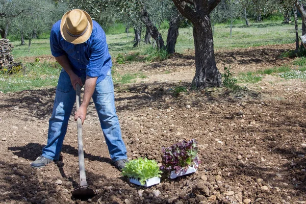 Farmer at work with straw hat and hoe while preparing the soil for growing salad.