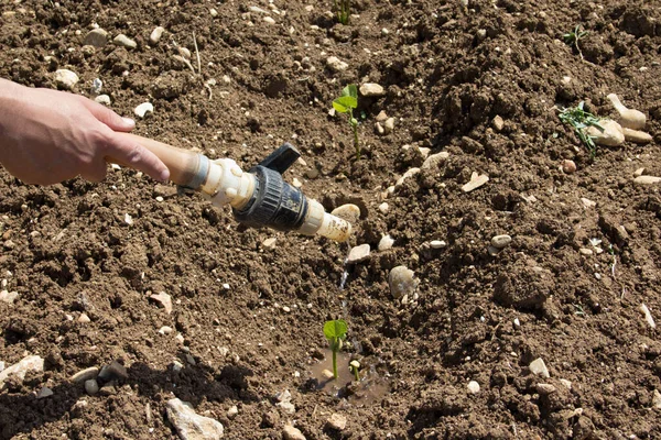 Image Farmer Hand Who Waters Garden Plants Rubber Hose Runs — Fotografia de Stock