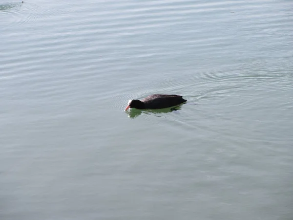 Bild Einer Ente Die Scanno See Schwimmt Reisen Die Abruzzen — Stockfoto