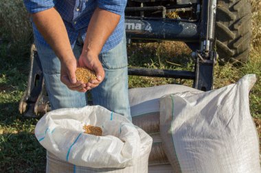 Hasadı gösterirken bir çiftçinin ellerinin bir çuval buğdayla görüntüsü. Mevcut maliyet ve tahıl sıkıntısına referans.
