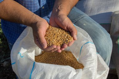 Image of a farmer's hands holding freshly harvested wheat. Reference to the current world wheat crisis