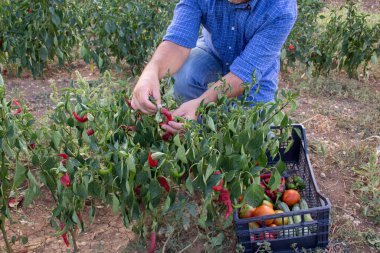 Image of a farmer in the vegetable garden while harvesting peppers and various vegetables. Agriculture work