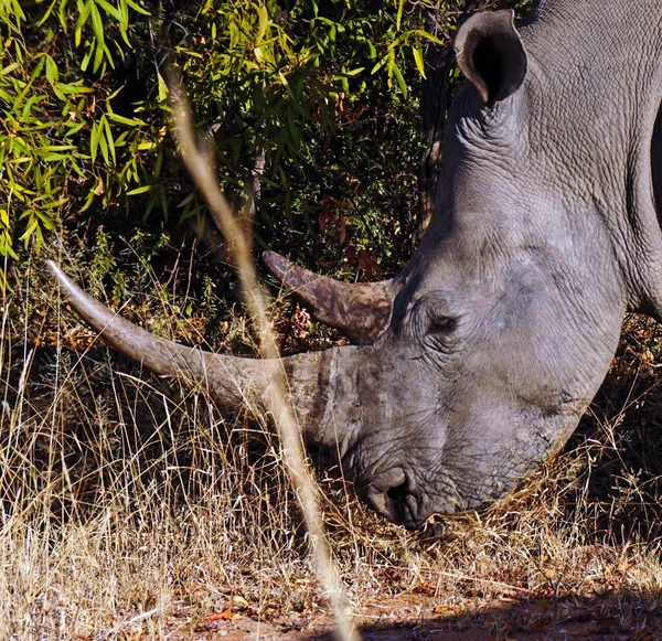 Gros Plan Tête Rhinocéros Noir — Photo