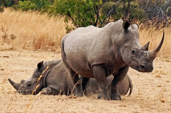 Moeder Neushoorn Bewaakt Haar Kalf — Stockfoto