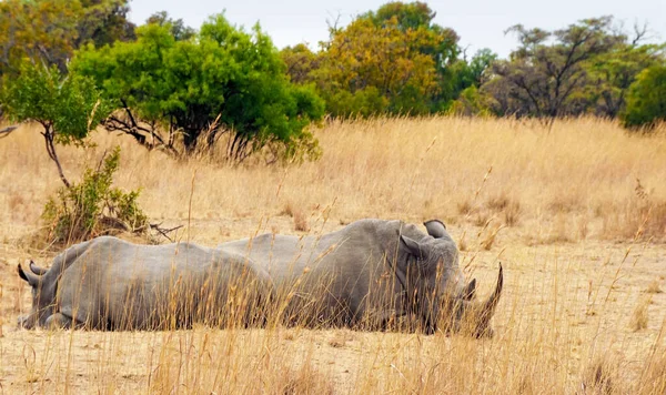 Deux Rhinocéros Reposant Dans Nature — Photo