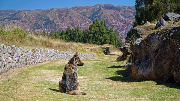 German Shepherd Waits Hikers Inca Trail — Stockfoto