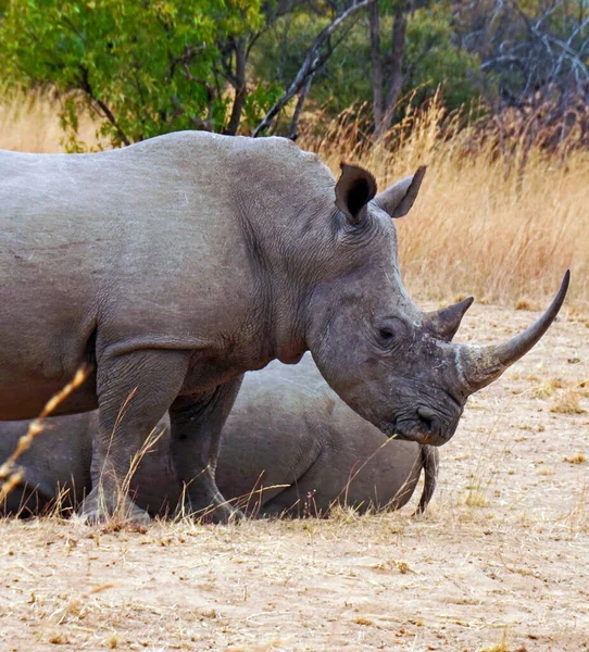 Black Rhino Stands Guard — Stock Photo, Image