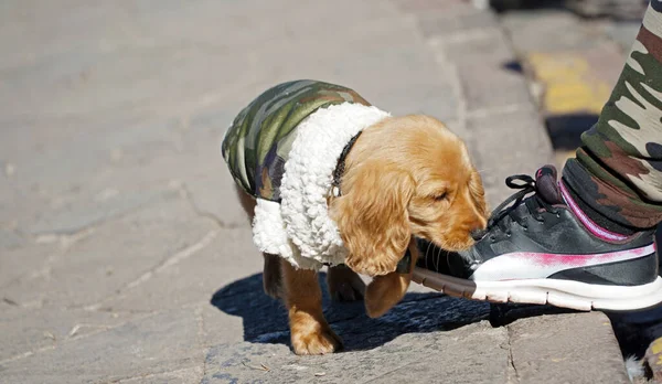 Small Puppy Wearing Camo Jacket — Stock Photo, Image