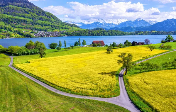 Yellow Blooming Canola Fields Snow Covered Swiss Alps Mountains Lake — Stock fotografie