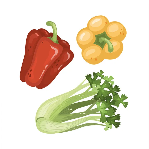 Bjällpeppar och selleriblad. Färska ekologiska grönsaker. Hälsosam, kost, vegetarisk mat. Vektor illustrationer isolerade på en vit bakgrund — Stock vektor
