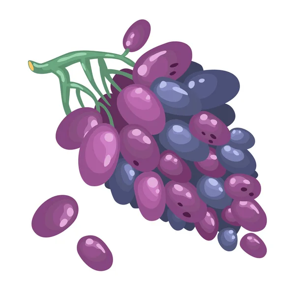 Ciemne winogrona z niebieskimi i różowymi jagodami elipsoidalnymi wyizolowanymi na białym tle. Organiczne owoce. Styl kreskówki. Ilustracja wektora dla każdego projektu. — Wektor stockowy