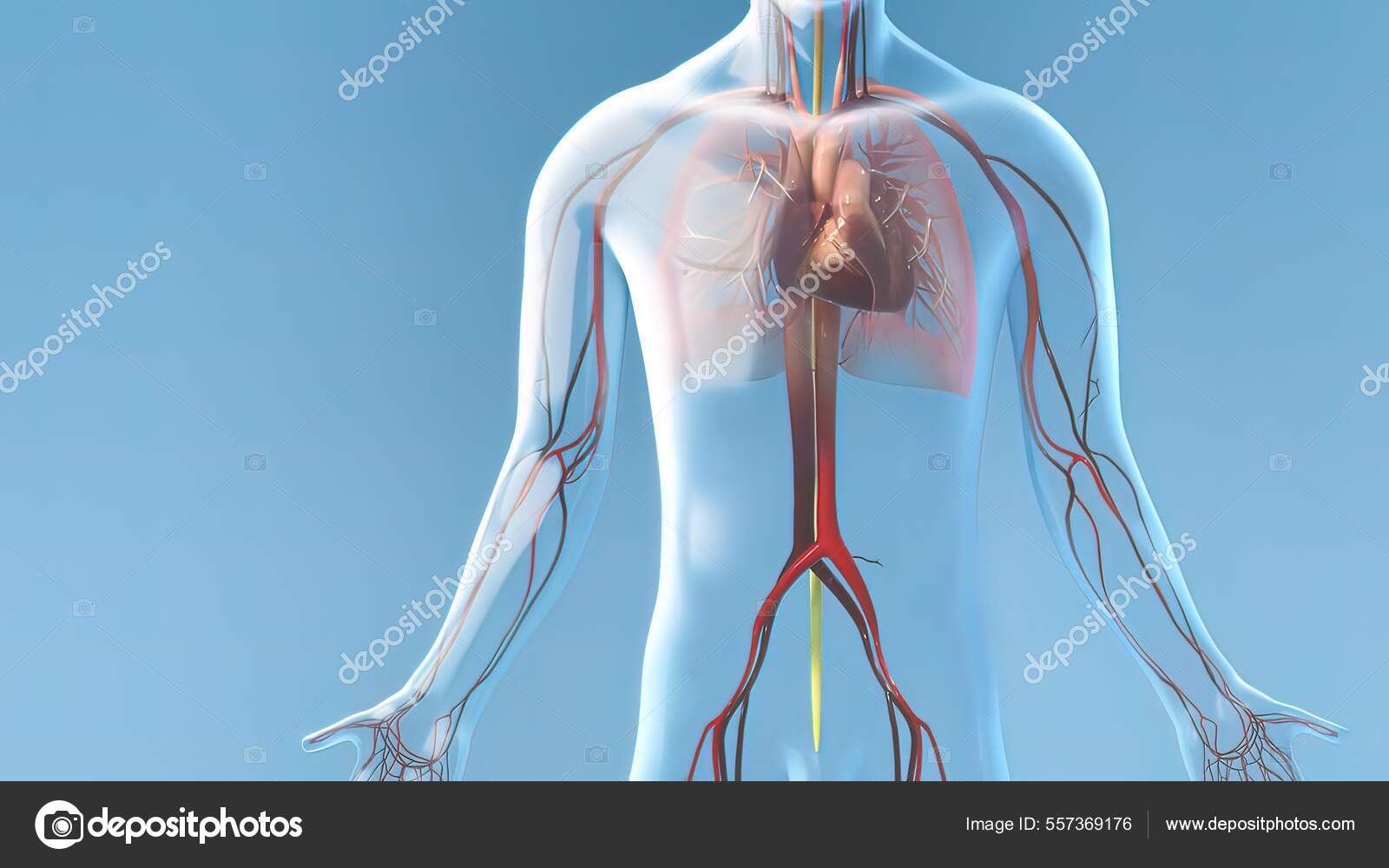 Capillary Beds May Control Blood Flow Autoregulation Allows Organ